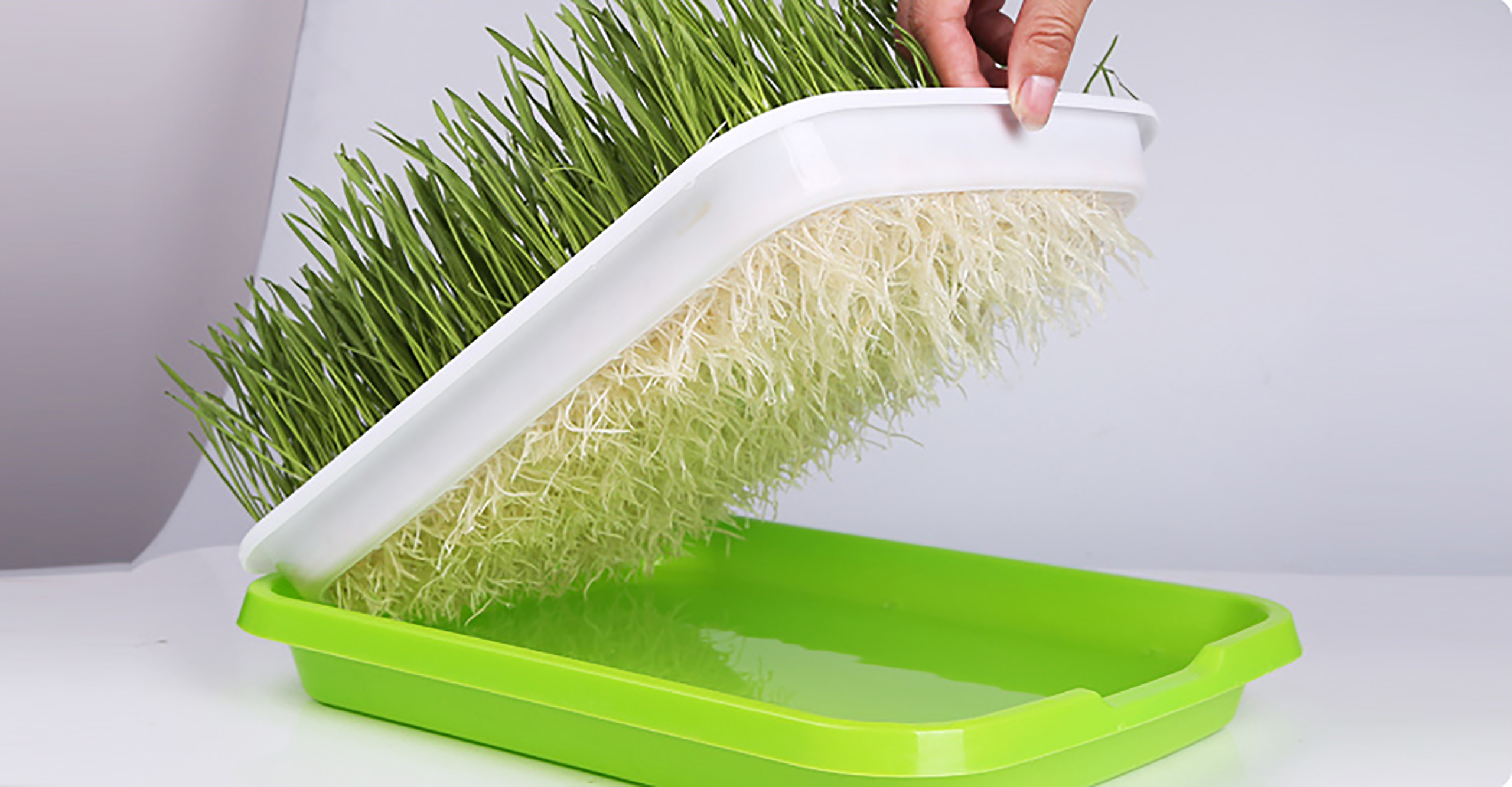 Sprouting Tray Box Pea Bean Wh - Indoor Herb Garden Kit のレビューと価格